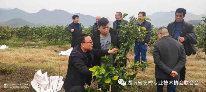 湖南益阳丨湖南省践行科技为民服务 做强做实柑橘产业