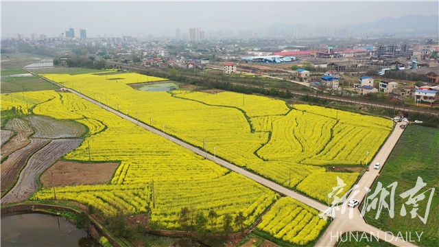 湘乡市白托村300亩油菜花开 金色点缀暖春