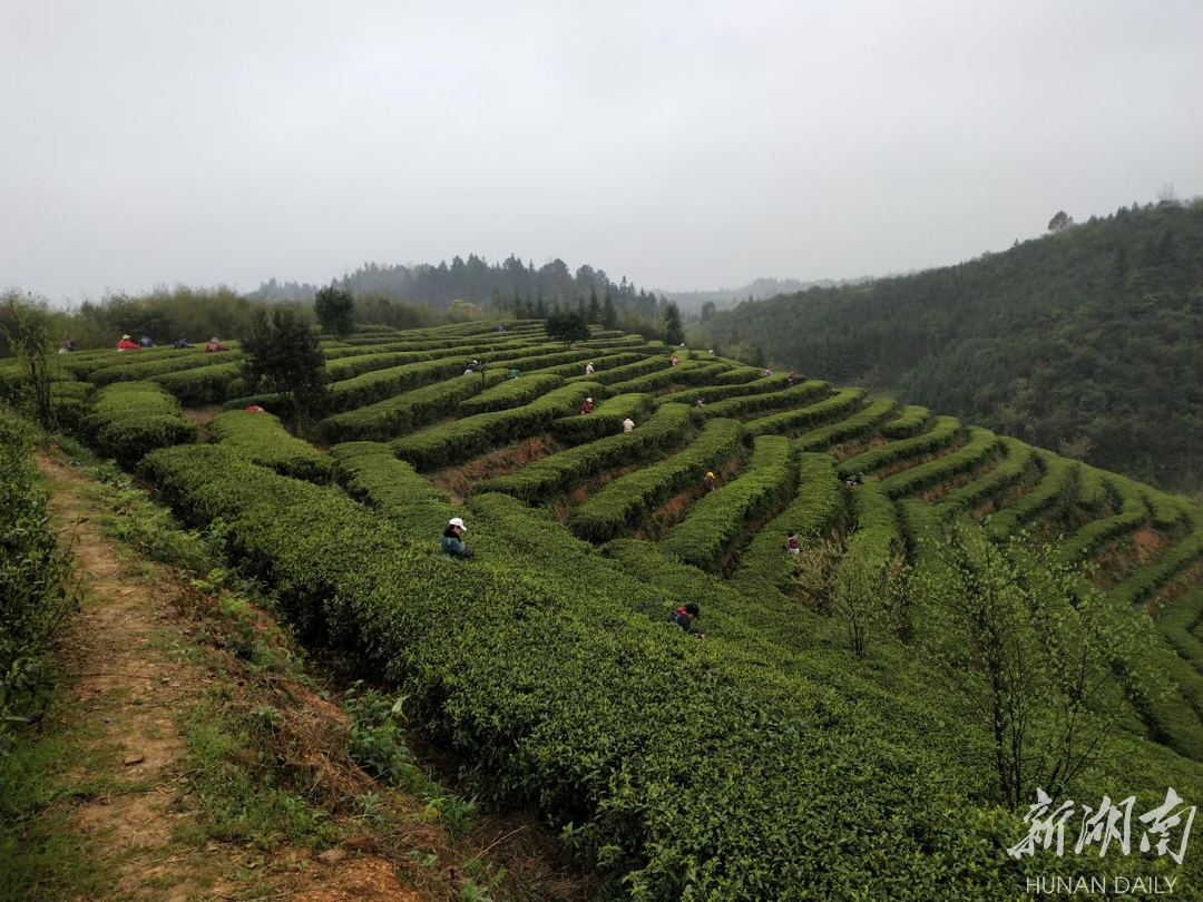 耒阳江头贡茶图片图片