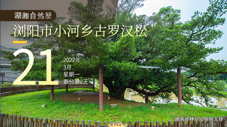 湖湘自然历丨年轮里的故事⑩“镇宅守财”第一树