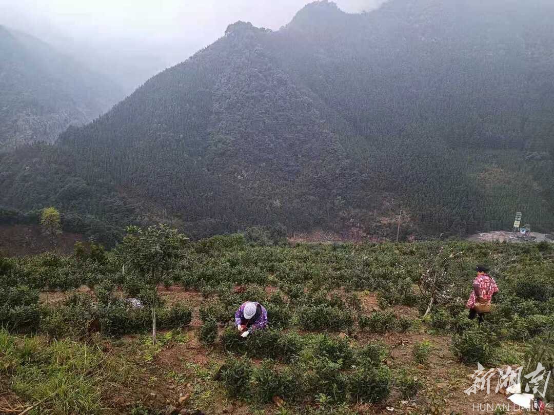 双牌打鼓坪乡：“明前野茶”香满山 又是一年采茶忙