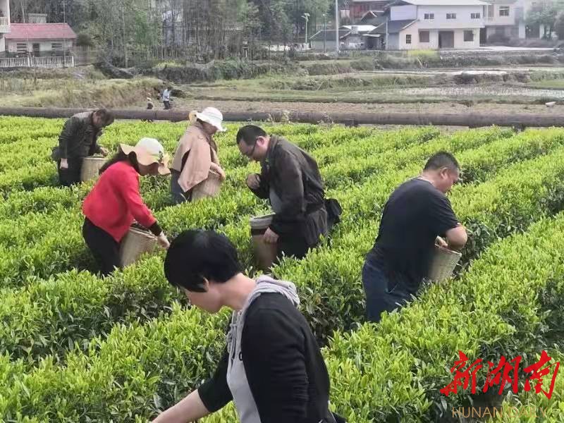 龙山：花桥茶香振民心