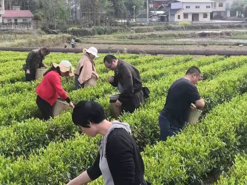 龙山：花桥茶香振民心