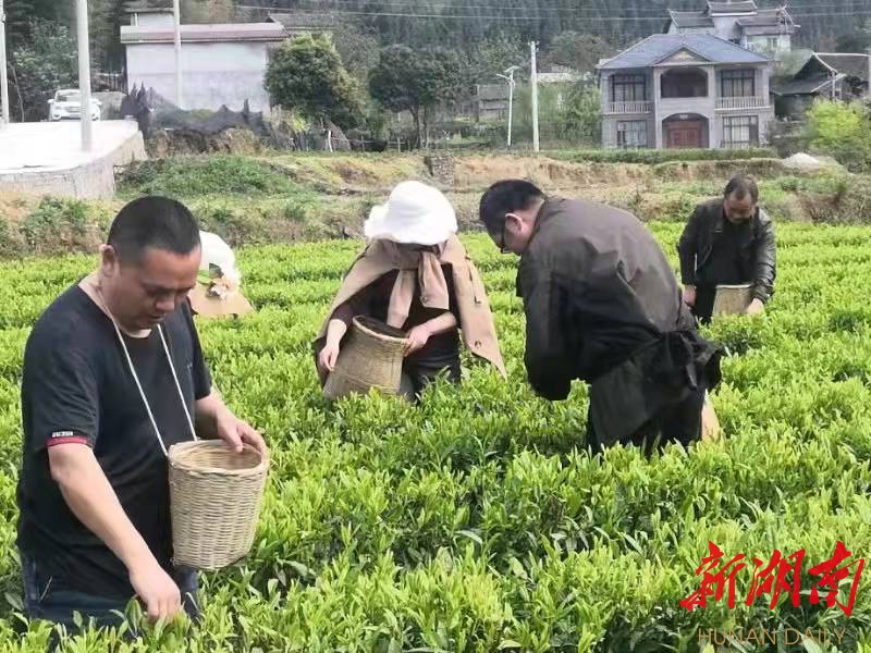 龙山：花桥茶香振民心