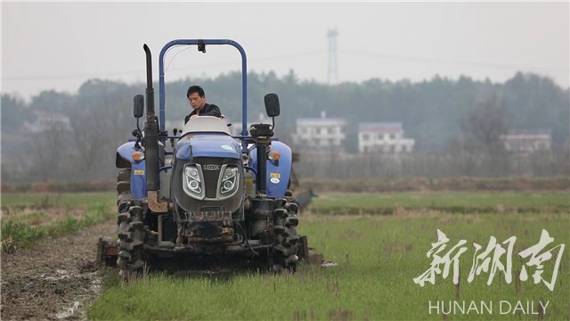 湖南日报要闻头条|“舒大户”一口“吃下”万亩田