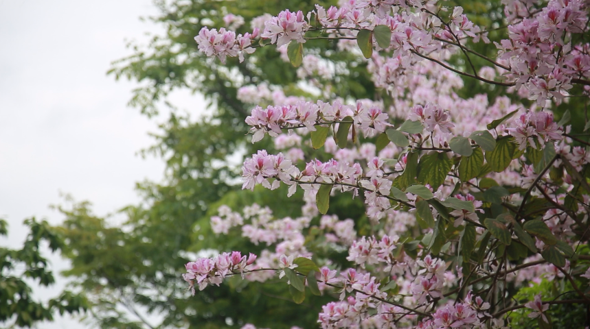 此处是瑶都 | 江华金牛湖公园：洋紫荆竞相开放
