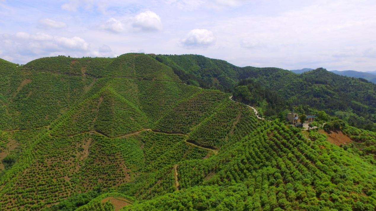 湖南油茶基地图片