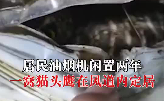 油烟机闲置2年长了一窝猫头鹰
