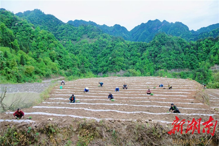 保靖县复兴镇春风有信沉睡的土地正醒来