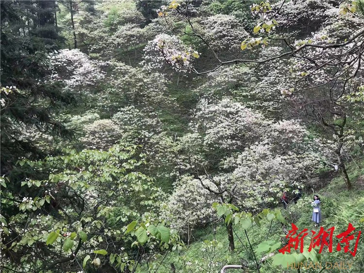 散文｜山里人：桐花寨里读“桐花”