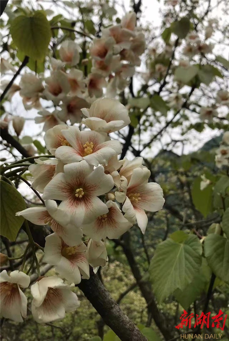 散文｜山里人：桐花寨里读“桐花”