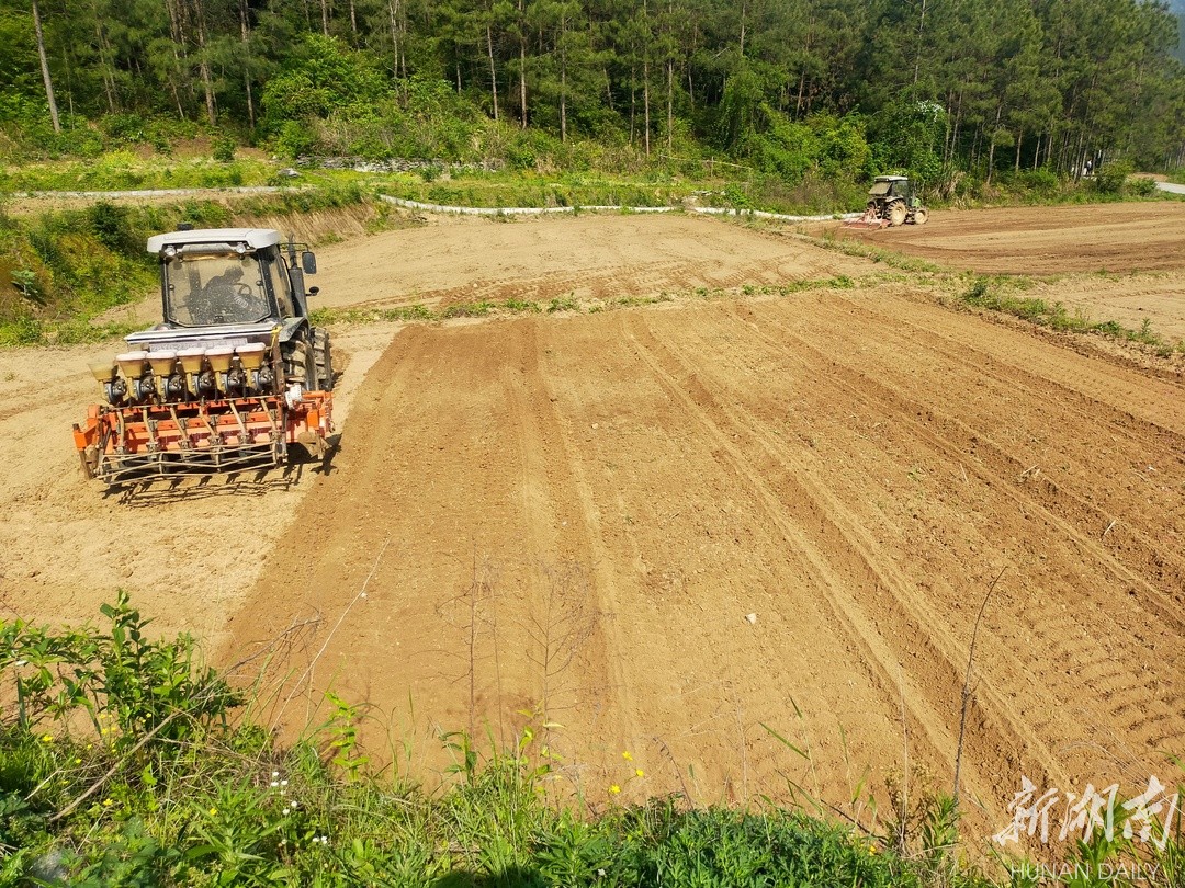 双牌双丰村：油茶基地种植忙