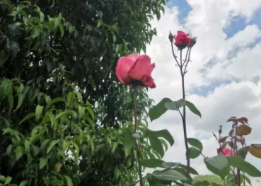 解码二十四节气 立夏将至：薰风迎面万物秀