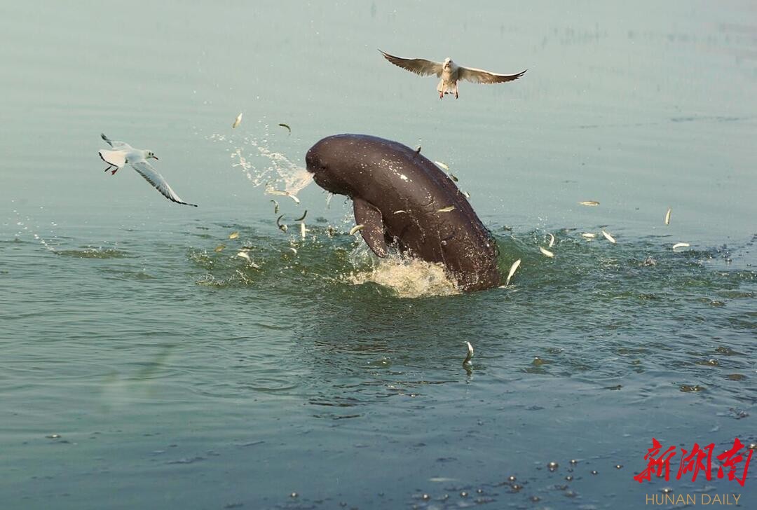 潮湿的合奏痴虫们拱出泥土滩涂渐露暖意第一声蛙鸣响起月照江湖啼鸣
