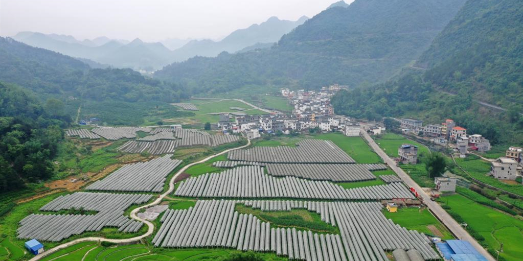 广西东兰：种养产业助振兴