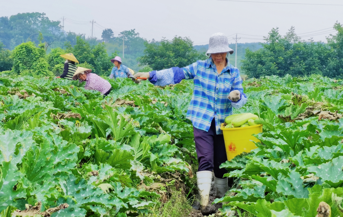 江华涛圩镇：小菜篮挎出乡村振兴大产业