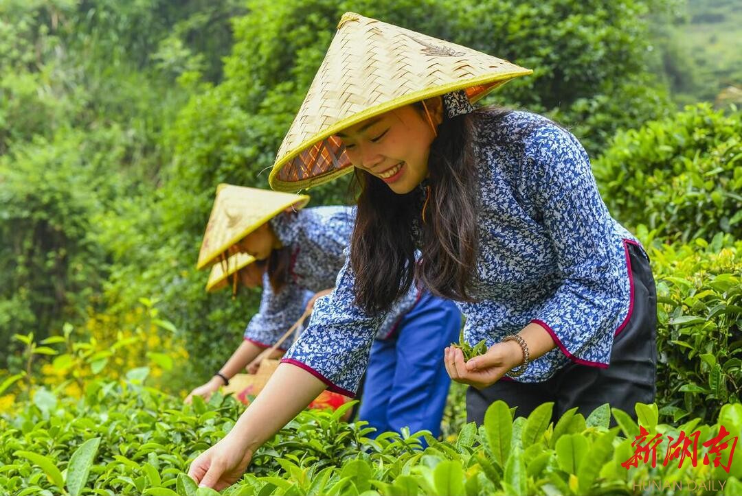 岳陽(yáng)市第三屆黃茶制茶師大賽在白石茶園開(kāi)幕