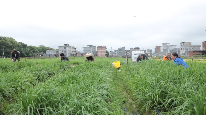 江华涔天河镇聂家寨村：让小韭菜成为村民增收致富的大产业