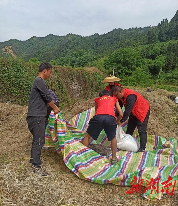 明星村志愿者在把油菜籽装袋