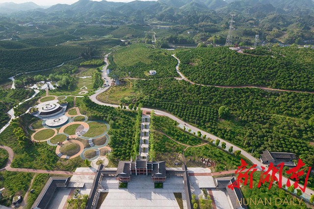 茶溪村柑橘产业基地