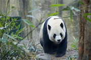 学生习作| 国宝大熊猫
