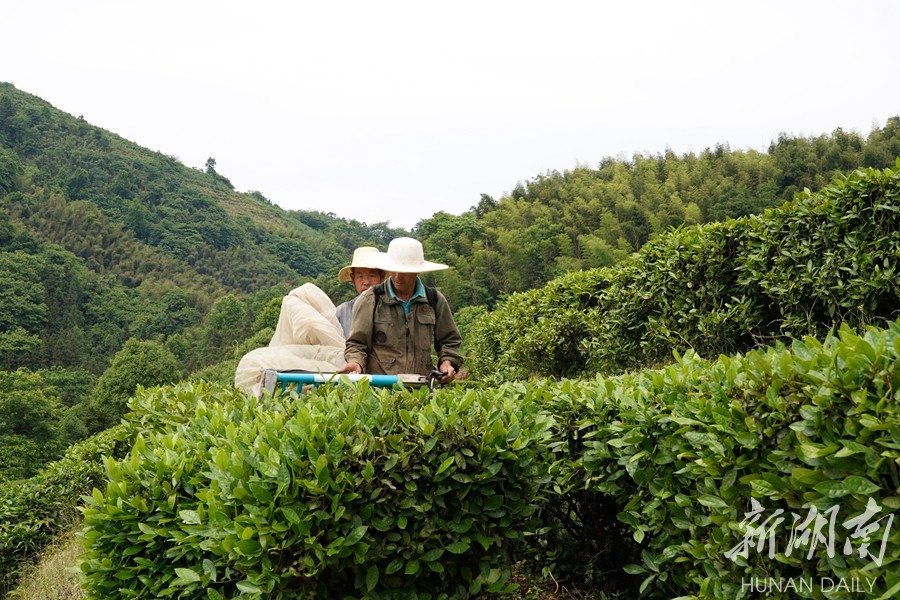 冷市镇:茶旅融合绘就"慢城"村居图-新湖南