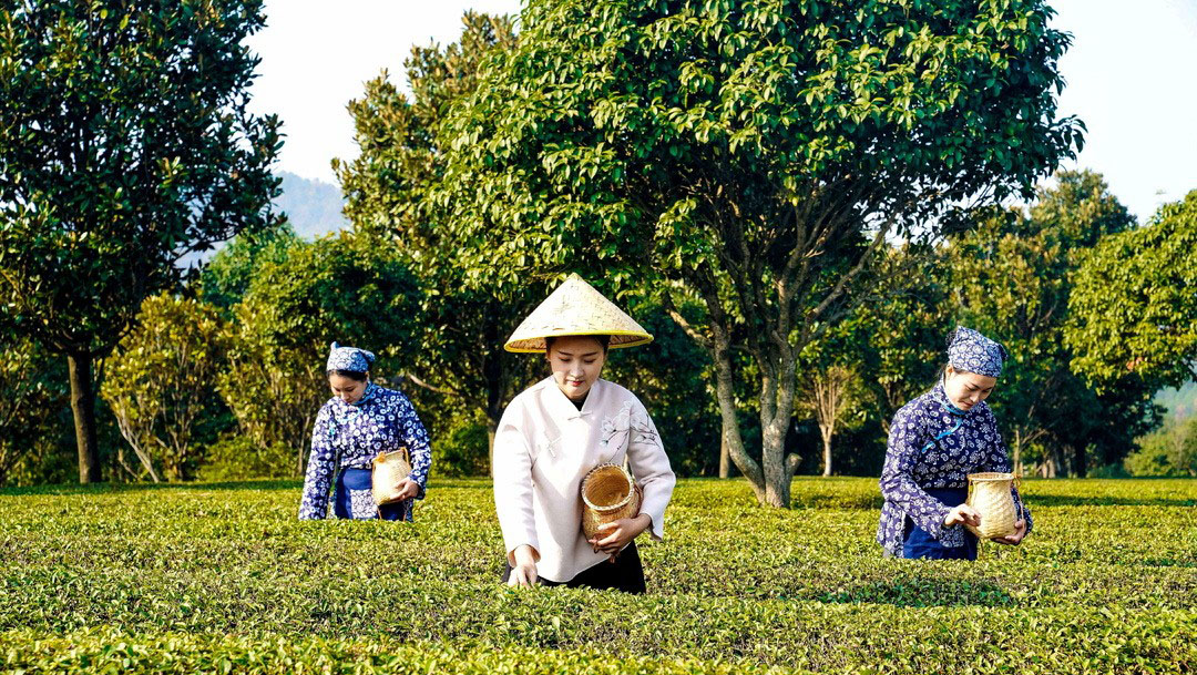 金井镇：清和茶乡的振兴足迹