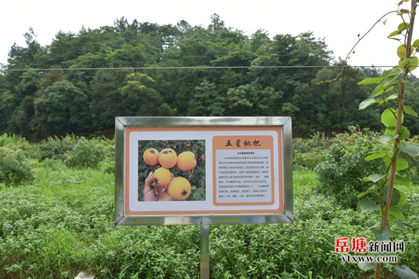 岳塘區(qū)荷塘村：枇杷喜獲豐收 游客絡(luò)繹不絕