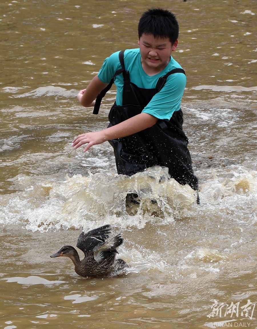 抓鸭大赛乐翻天