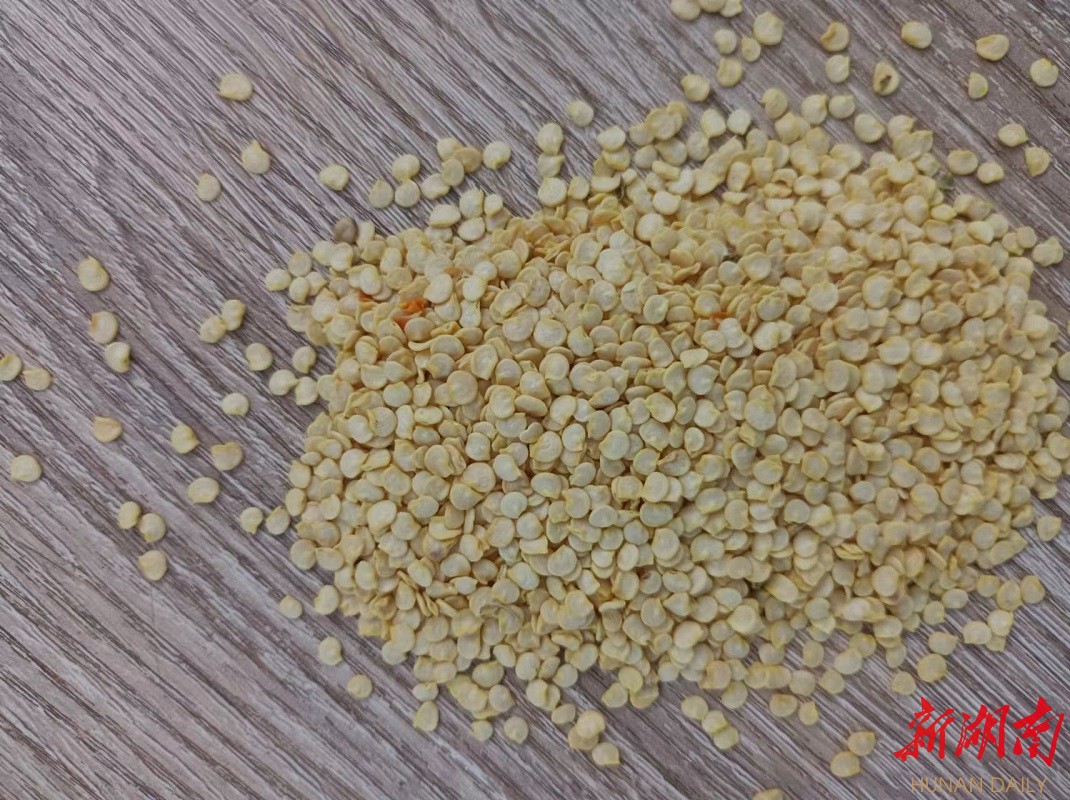 樟树港辣椒种子随神舟十四号载人飞船飞向太空启动空间搭载实验