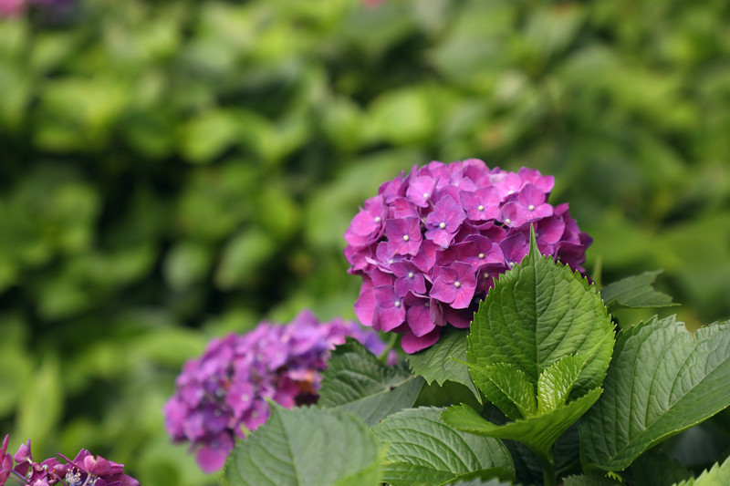 边听民乐边赏花 这样的好事就在省植物园 新湖南