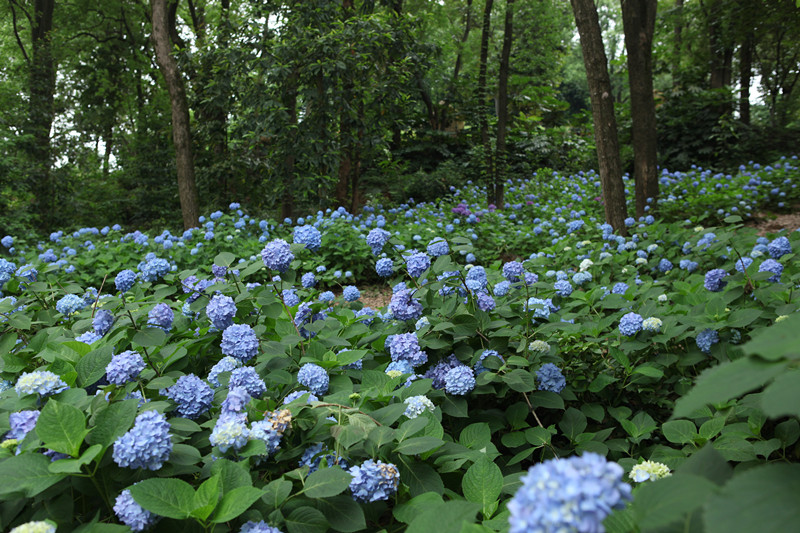 边听民乐边赏花 这样的好事就在省植物园 新湖南