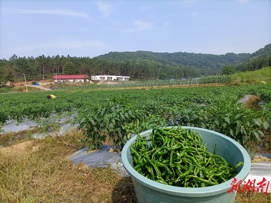 邵阳县白江村：把辣椒种植打造成富民产业