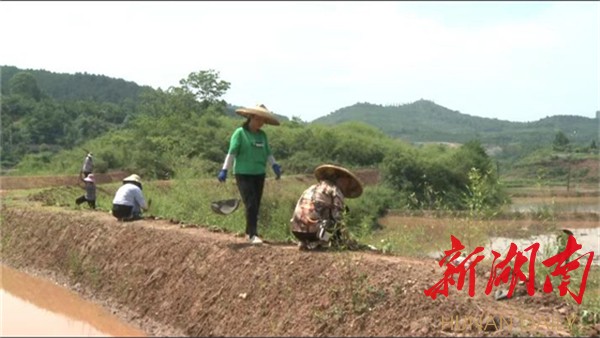 辰溪县辰阳镇陆家湾村:壮大村集体经济 助推乡村振兴