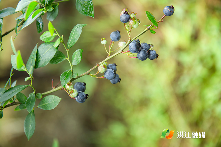 洪江市：“林长+蓝莓”产业发展推动林长制工作由“建立”到“见效”