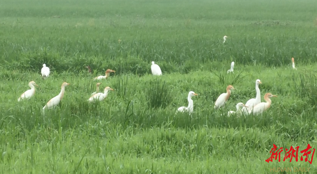 新宁：田间鹭鸟惬意觅食 尽显生态和谐之美