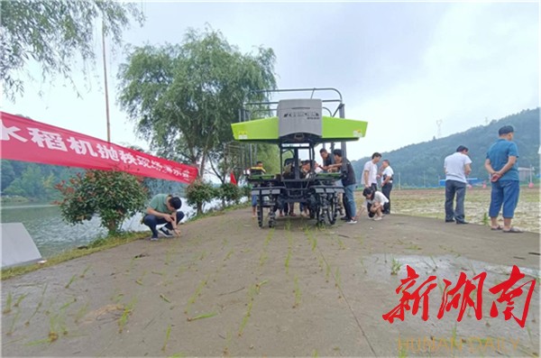 辰溪县农机事务中心开展水稻机抛现场演示 重抓灾后恢复生产