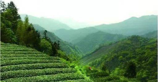 读书不觉春已深 赏花归来香满衣——喜读张觅《四时花事》