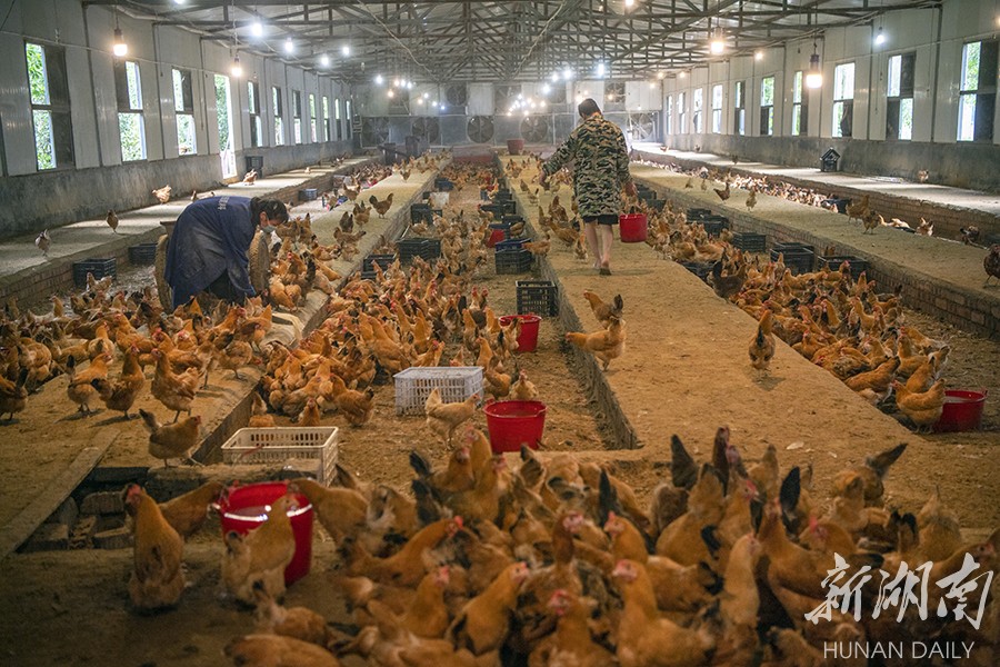 猪价鸡价齐跌拖累业绩！温氏股份预计2025年净利接近“易游娱乐城- YY易游体育官方网站- 易游体育APP腰斩”