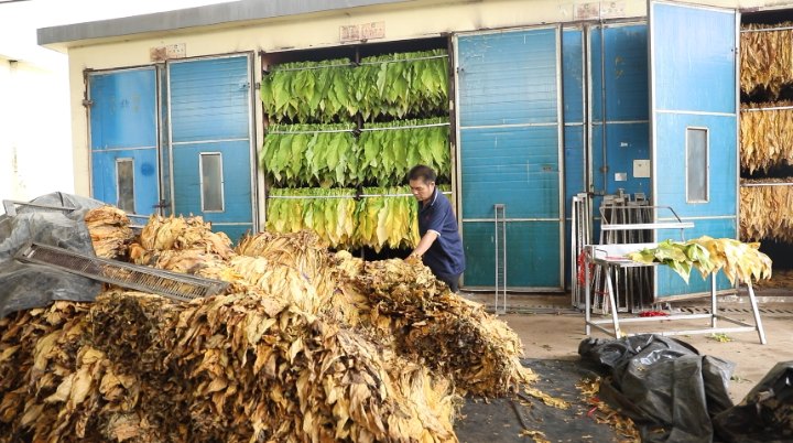 江华：烤烟开烤金叶飘香