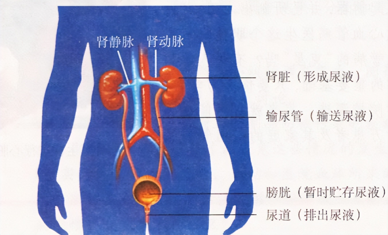 夏季出汗多，这些容易“中招”的泌尿系疾病要留意