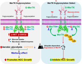 N-糖基化稳定MerTK促进肝癌生长的分子机制示意图