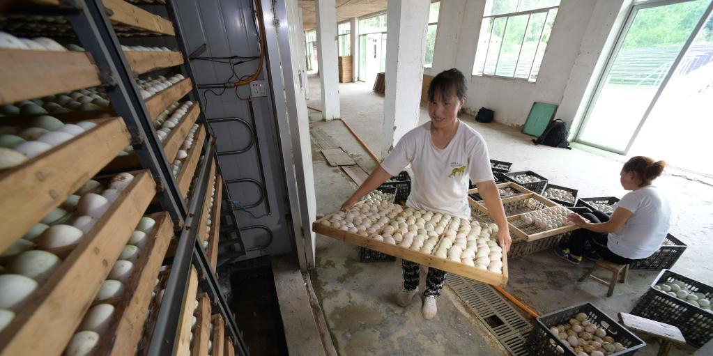 貴州三穗：促進傳統麻鴨產業提質增效
