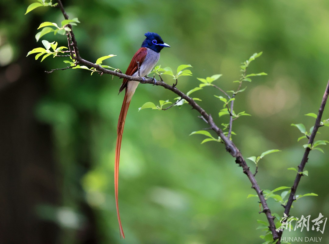 林中仙子绶带鸟
