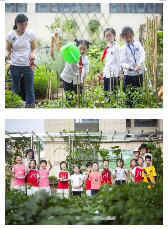 雨花区泰禹第二小学：以“劳”育德，“动”出精彩