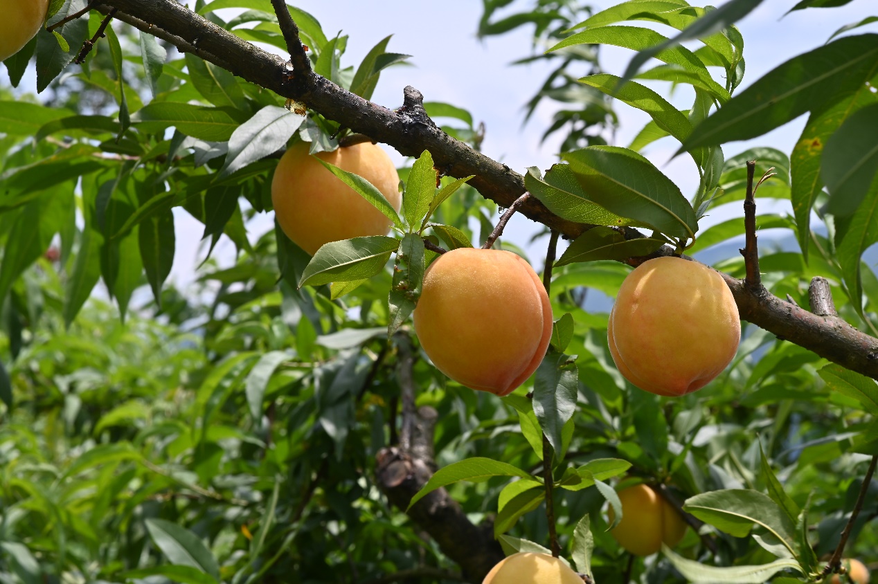 湖南冷水江：水云峰黃桃甜蜜來襲