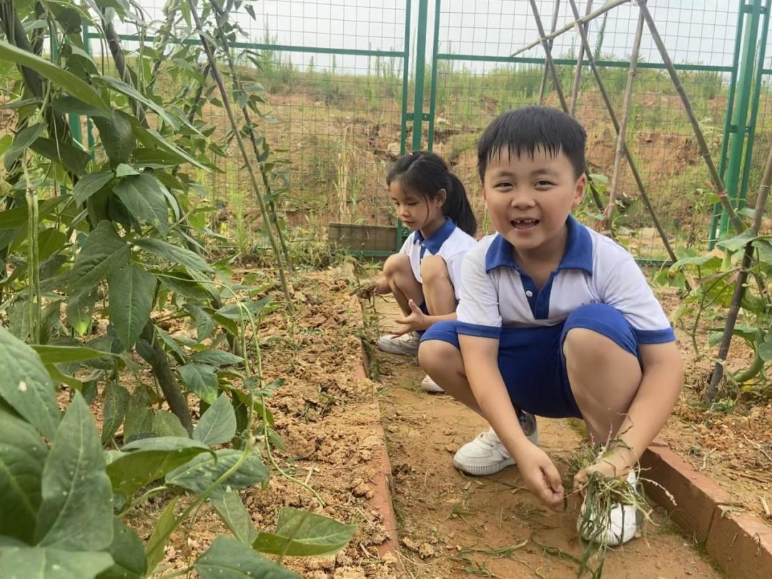 小小种植园 快乐大丰收