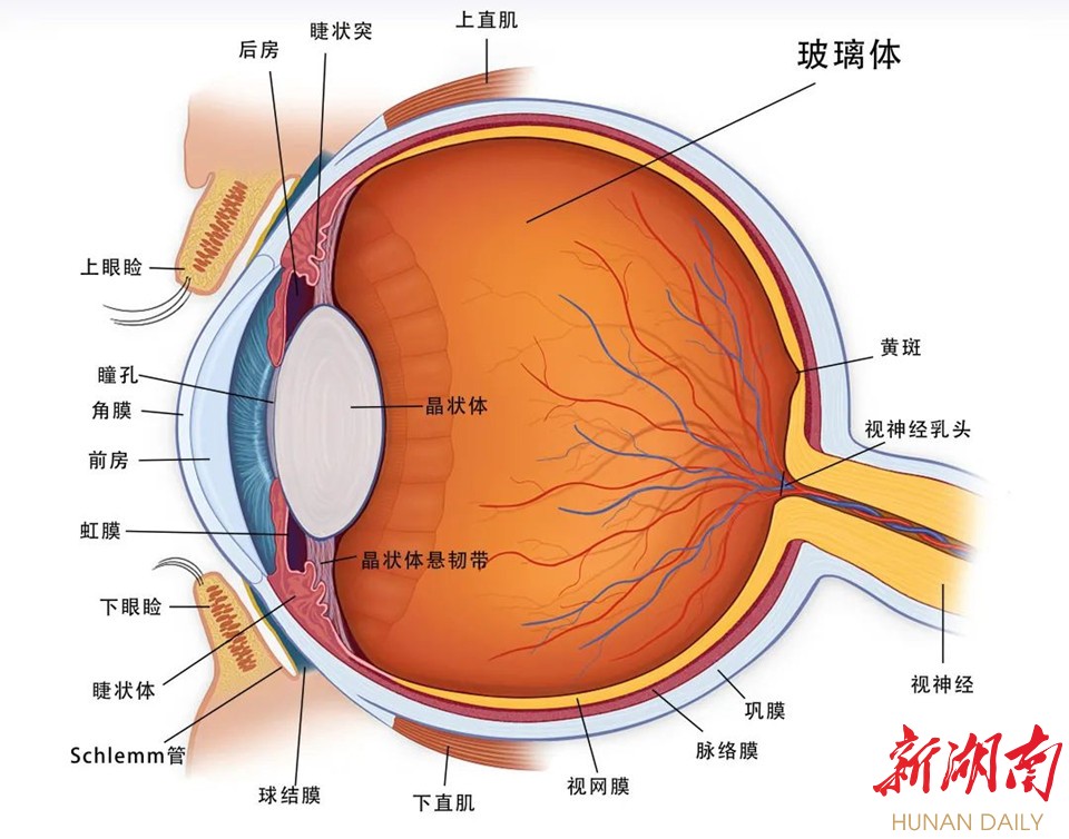 眼睛外部结构图片图片