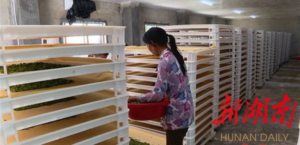  村民给新孵化的小蚕喂食桑叶