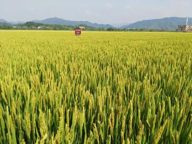 水稻生产大省湖南1816万亩早稻开镰收割